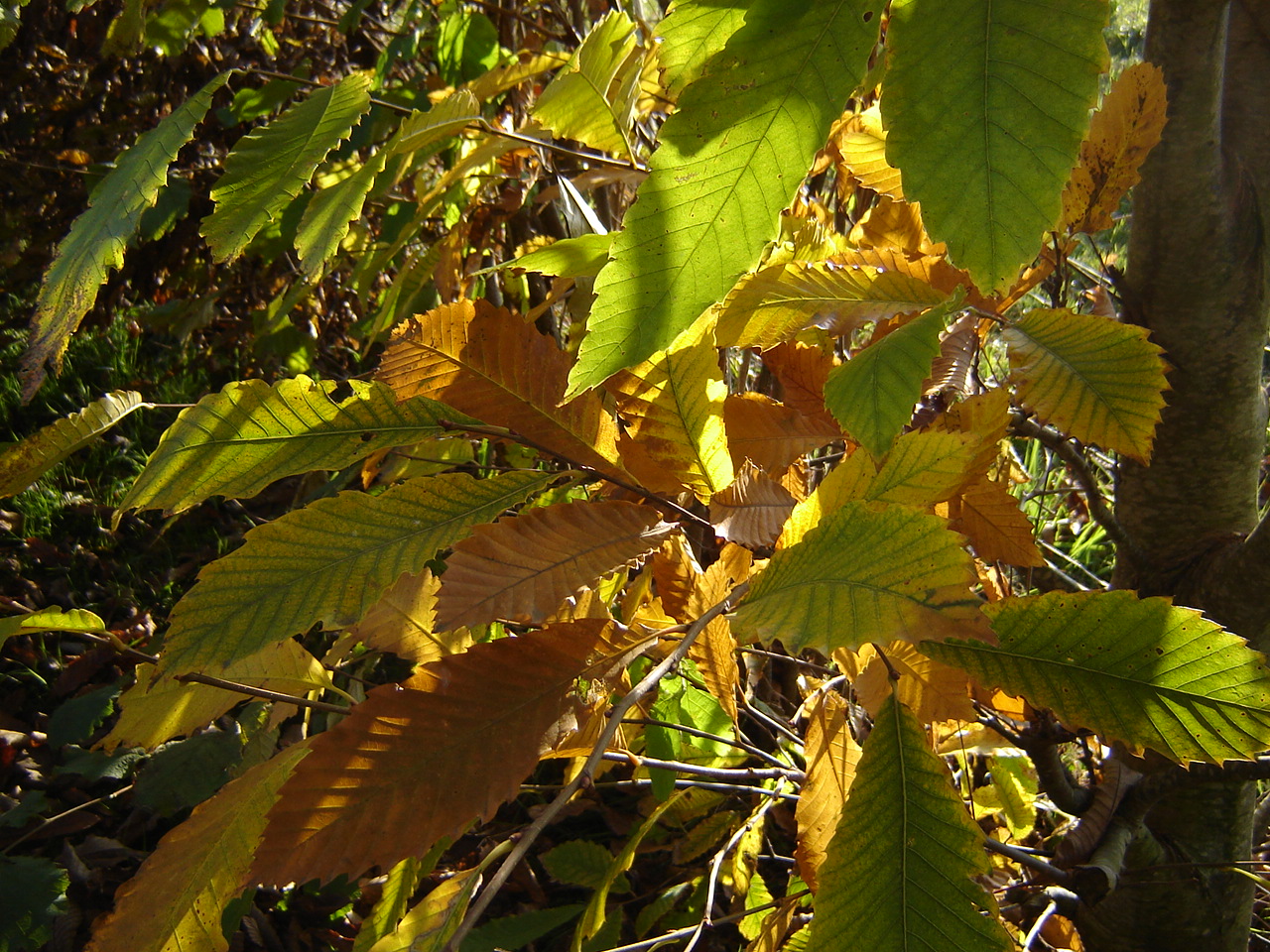 Balade contée d'automne