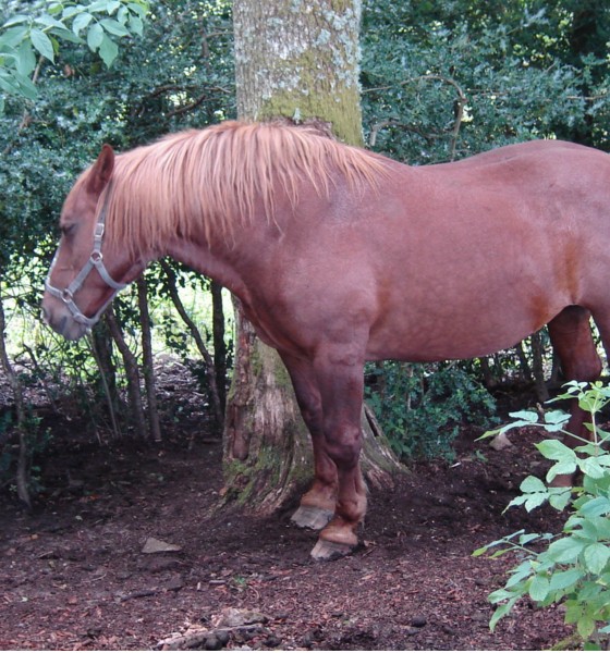 Le roi cheval Le roi cheval