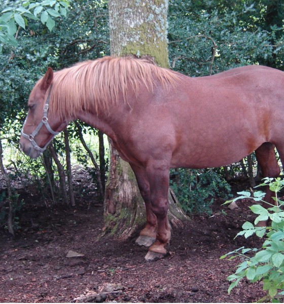 Le roi cheval