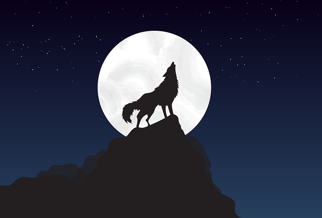 Contes du loup Contes du loup